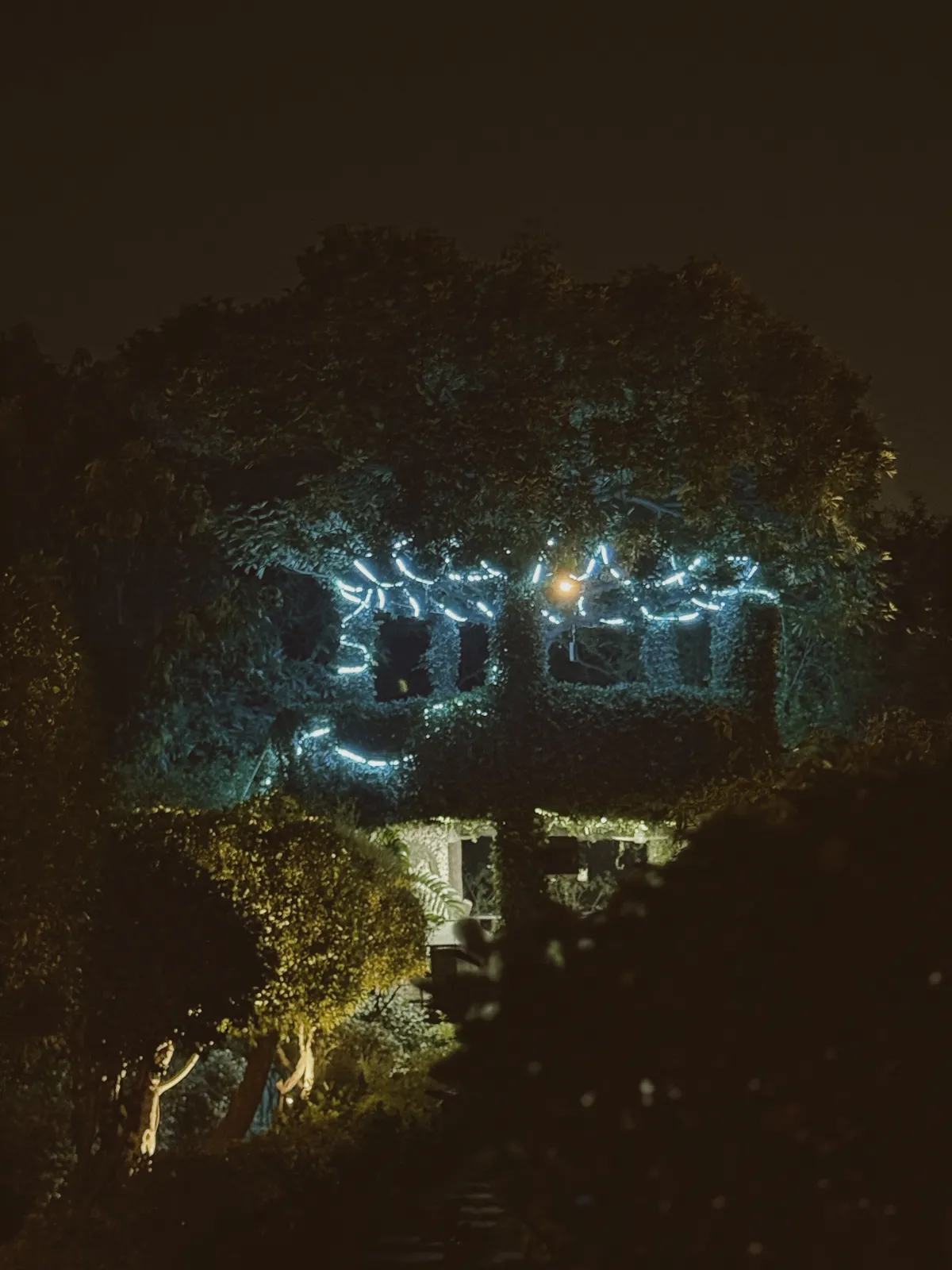 A tree wrapped in blue fairy lights glowing in the dark garden at Raj Organic Farm